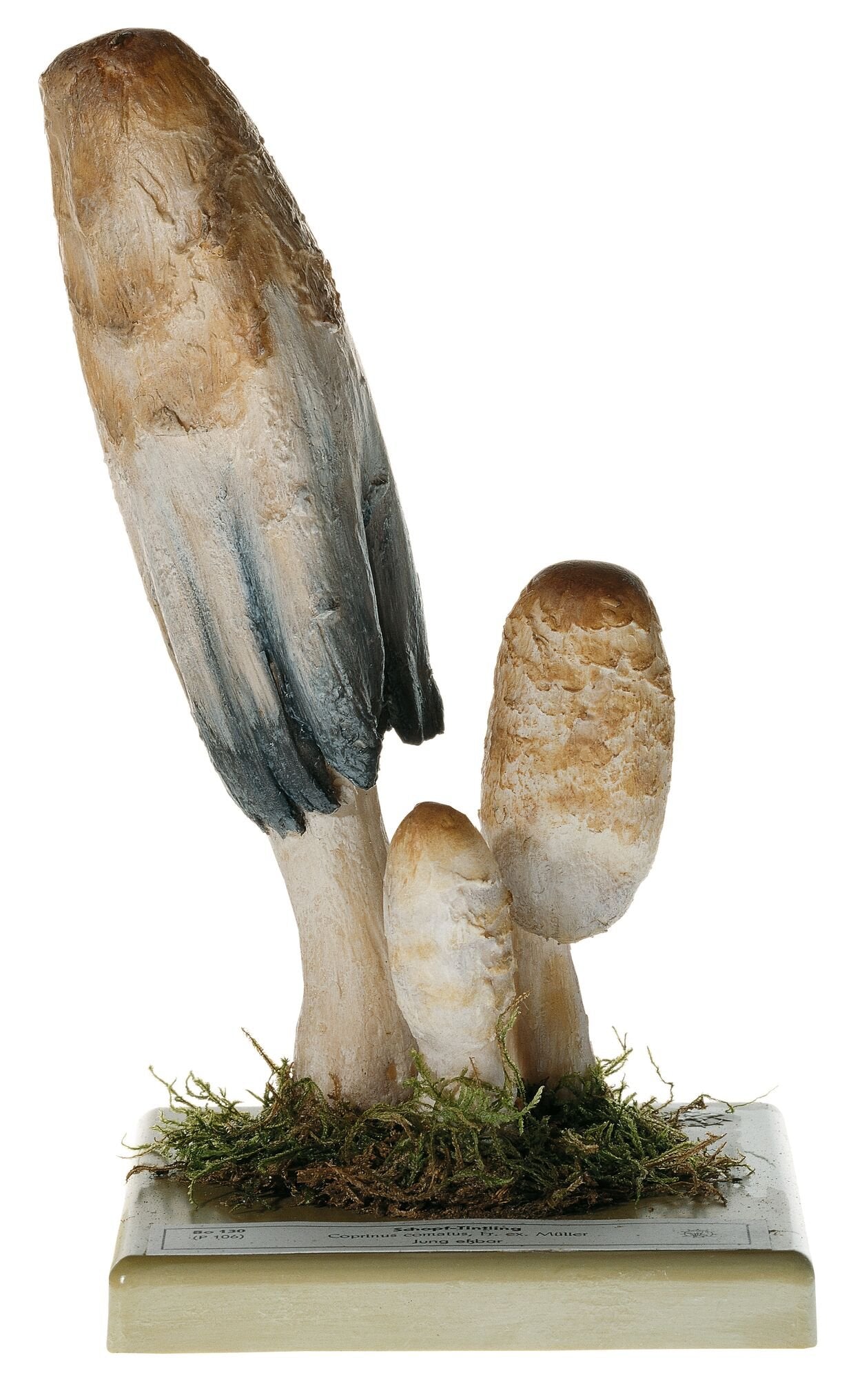 Shaggy Ink Cap