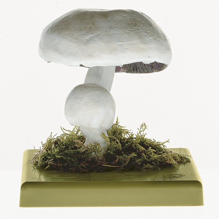 Horse Mushroom