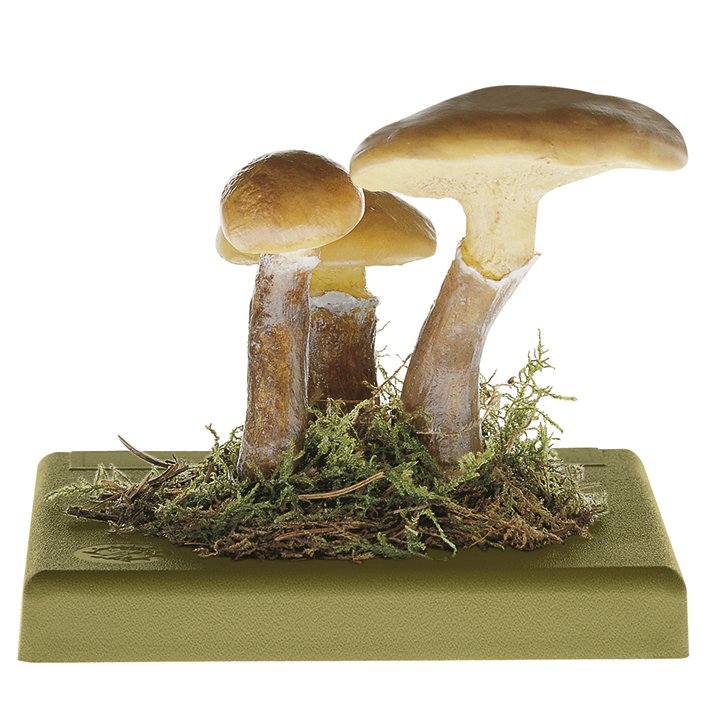 Greville's Bolete