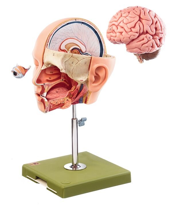Model of the head