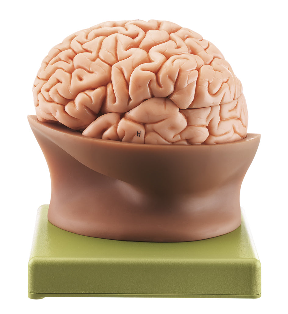 Half of the Brain