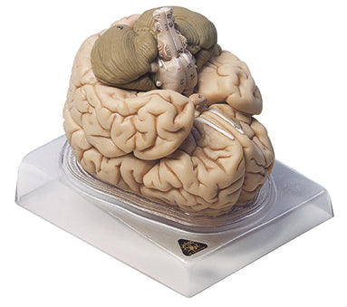 Brain, 8 parts