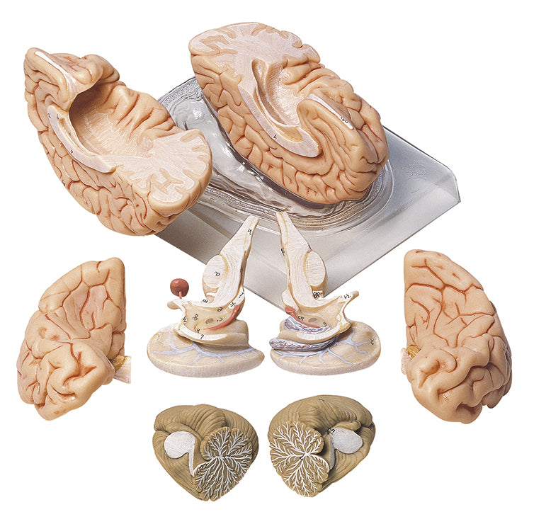 Brain, 8 parts