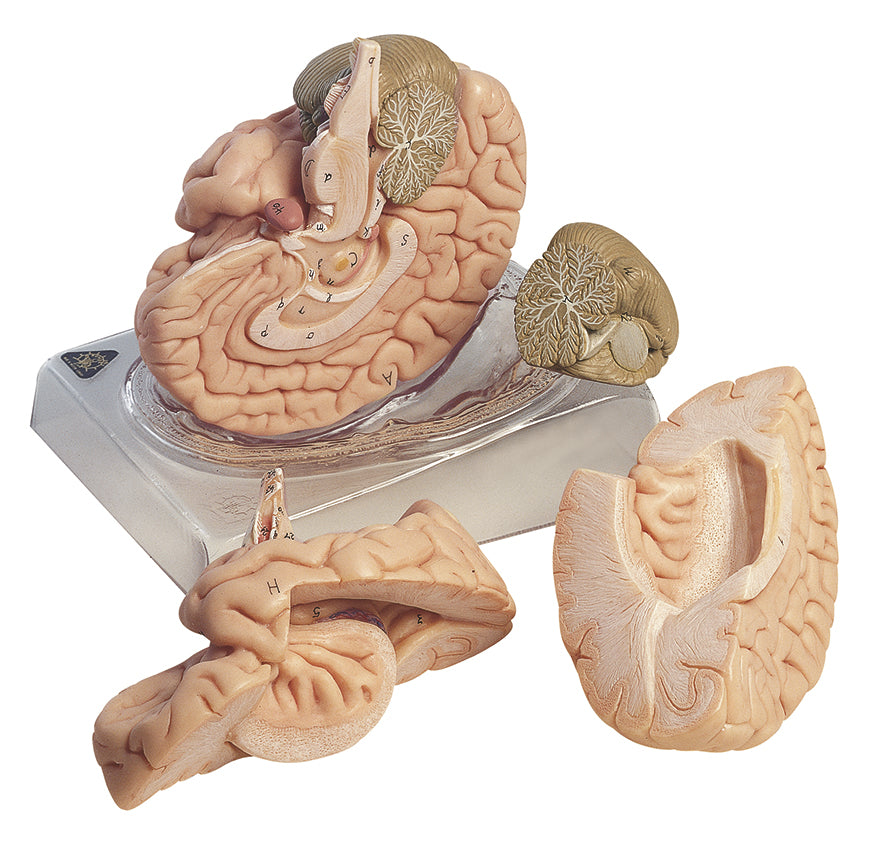 Brain, 4 parts