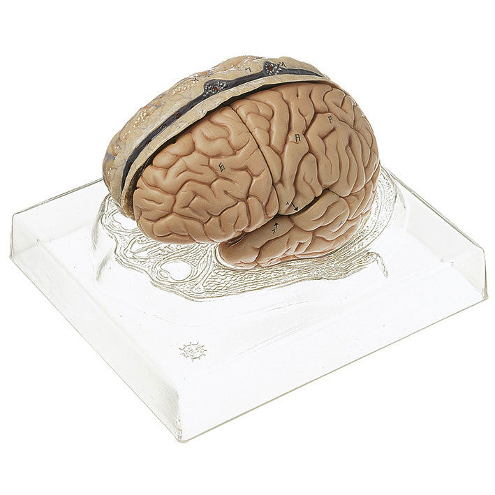 Model of Brain Somso Bs 23/3