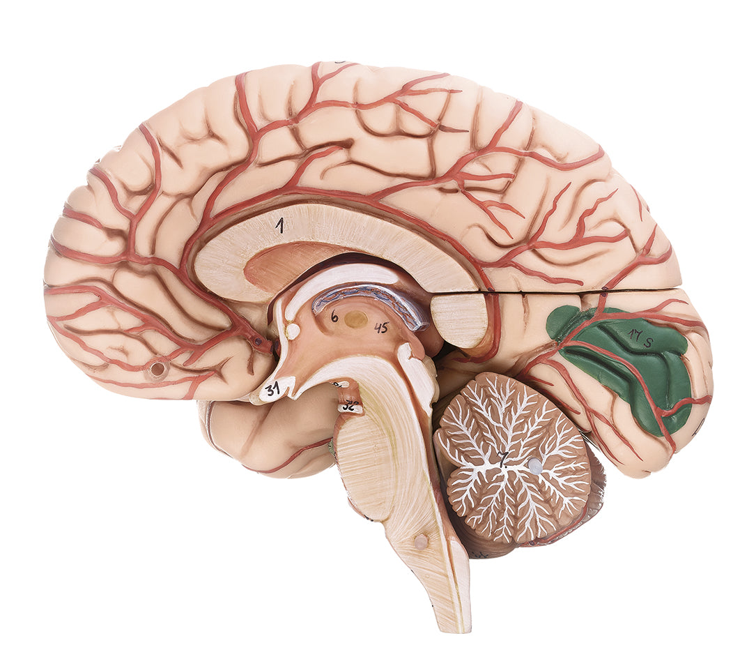 Brain with Arteries, Falx cerebri and indicated Cytoarchitectural Areas