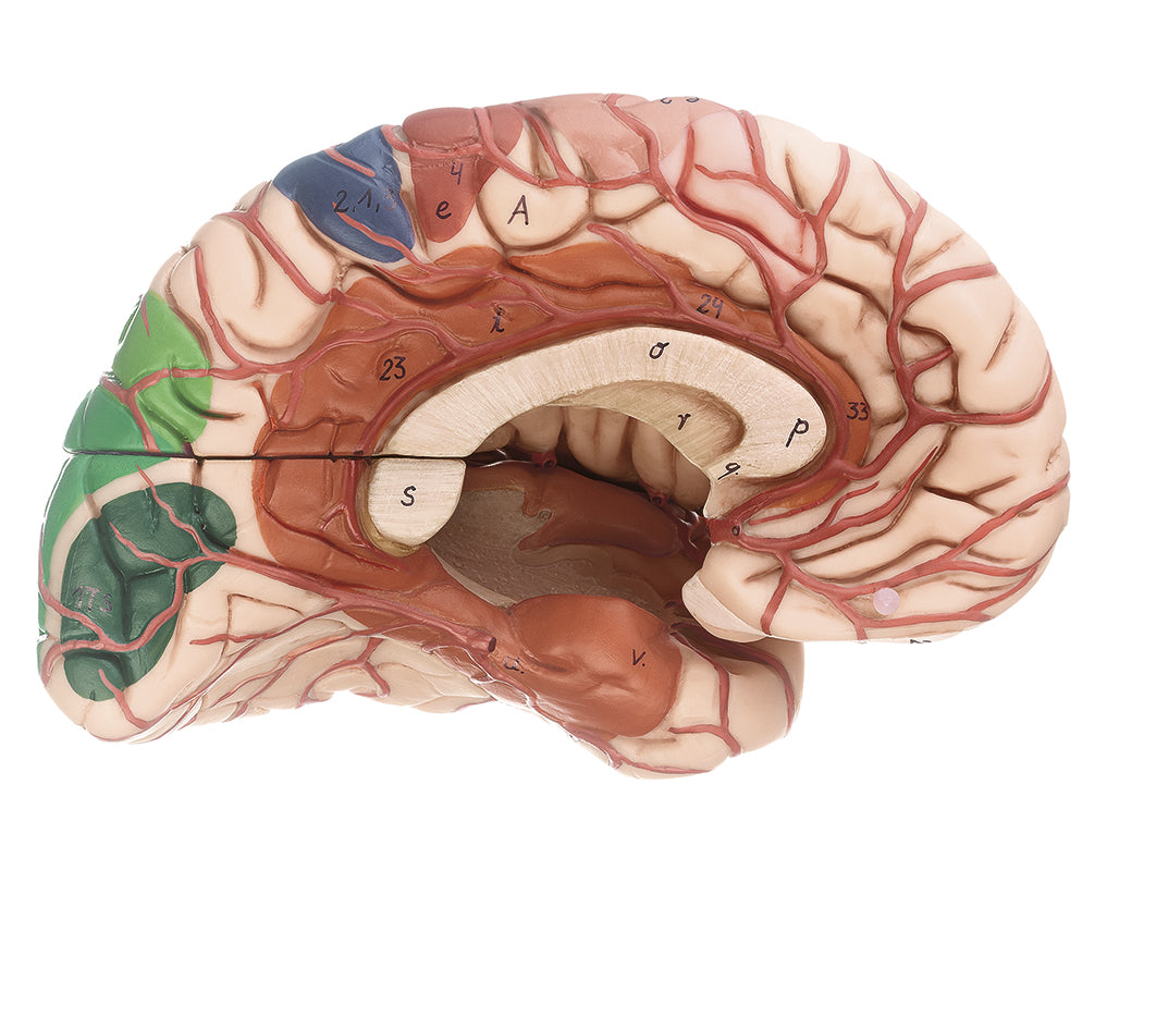 Brain with Arteries, Falx cerebri and indicated Cytoarchitectural Areas