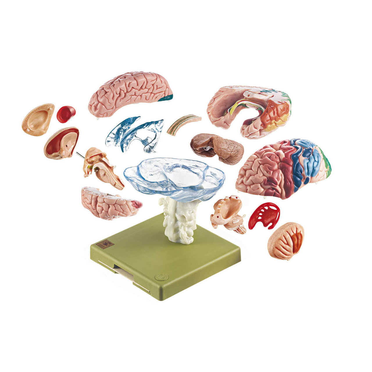 Model of Brain with Indicated Cytoarchitectural Areas Somso Bs 25/1