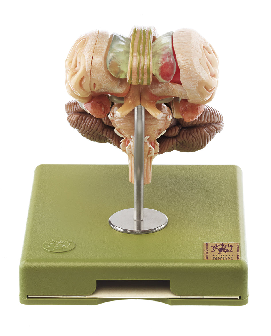Model of Brain Stem in 12 parts