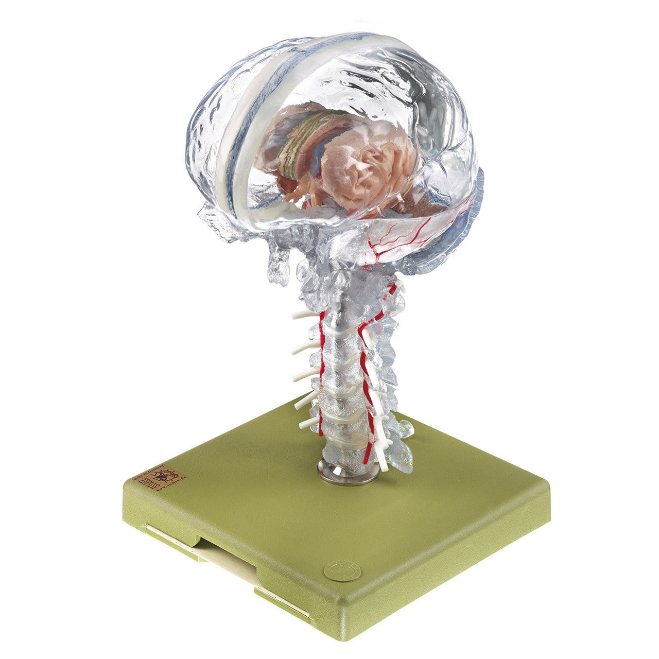 Transparent Brain Model Somso Bs 25/T