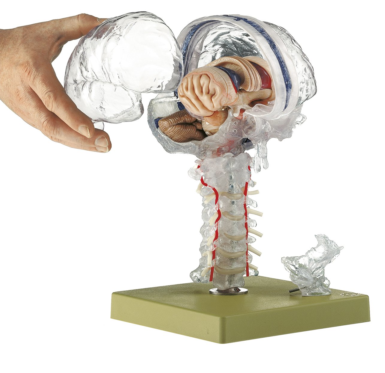 Transparent Brain Model