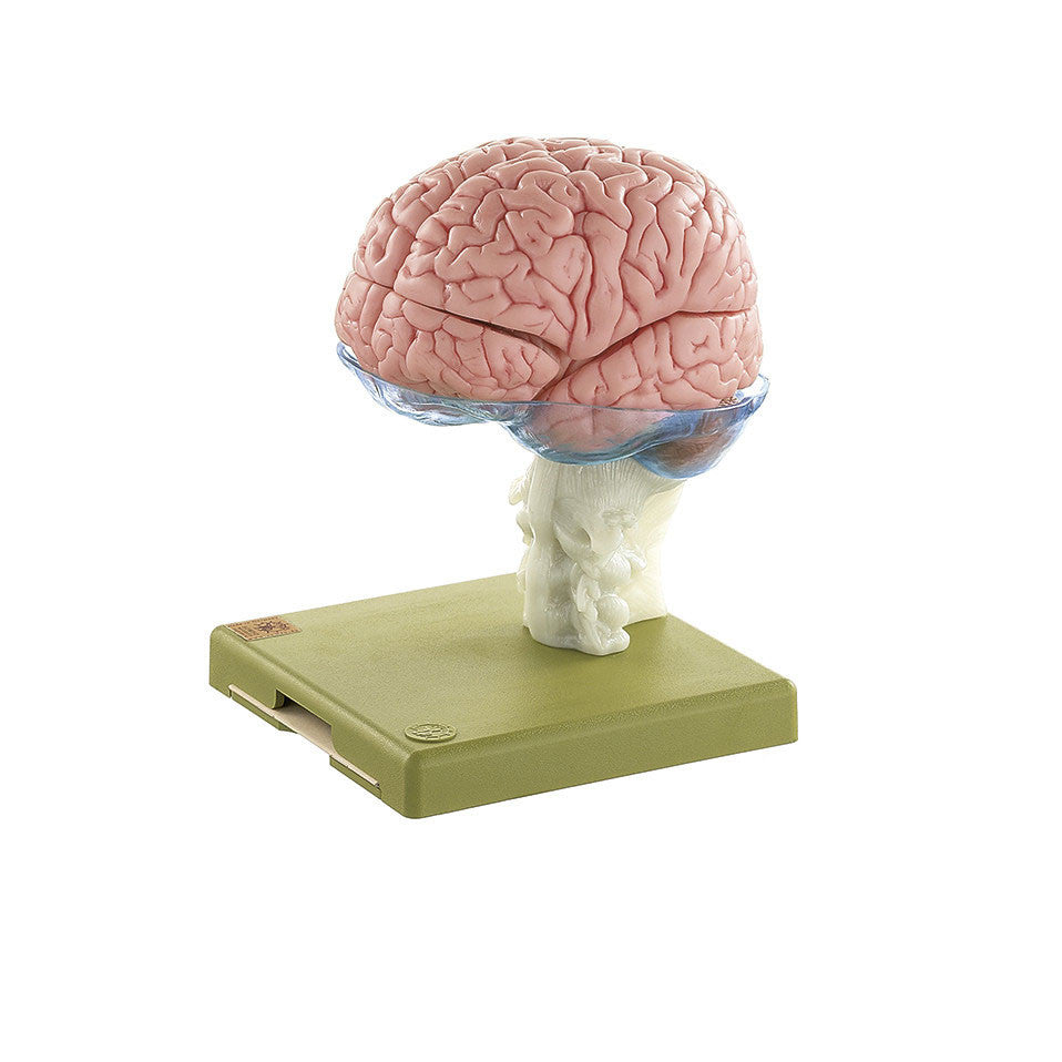 Model of Brain in 15 Parts Somso Bs 25