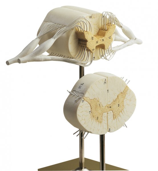 Spinal Cord, enlarged sections