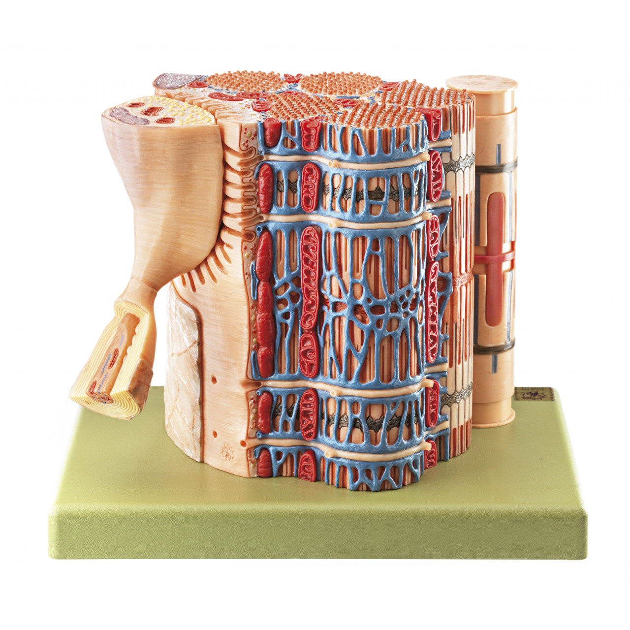 Skeletal Muscle Fibre with Functional Model Somso Bs 36/1
