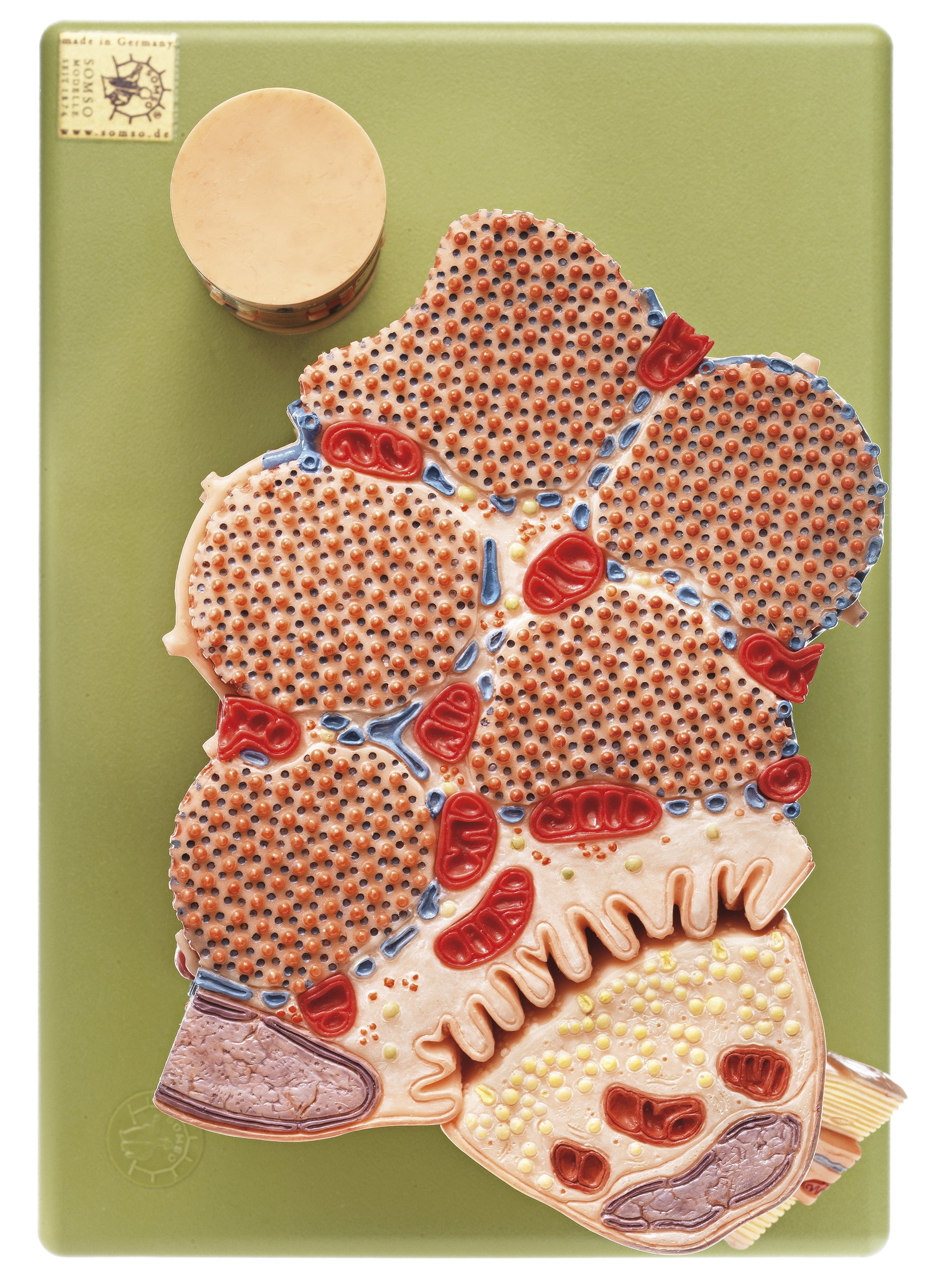 Skeletal Muscle Fibre with Functional Model