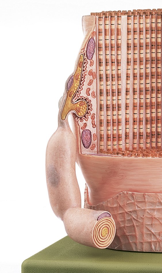 Transversely Striated Muscular Fibre with Motor End Plate
