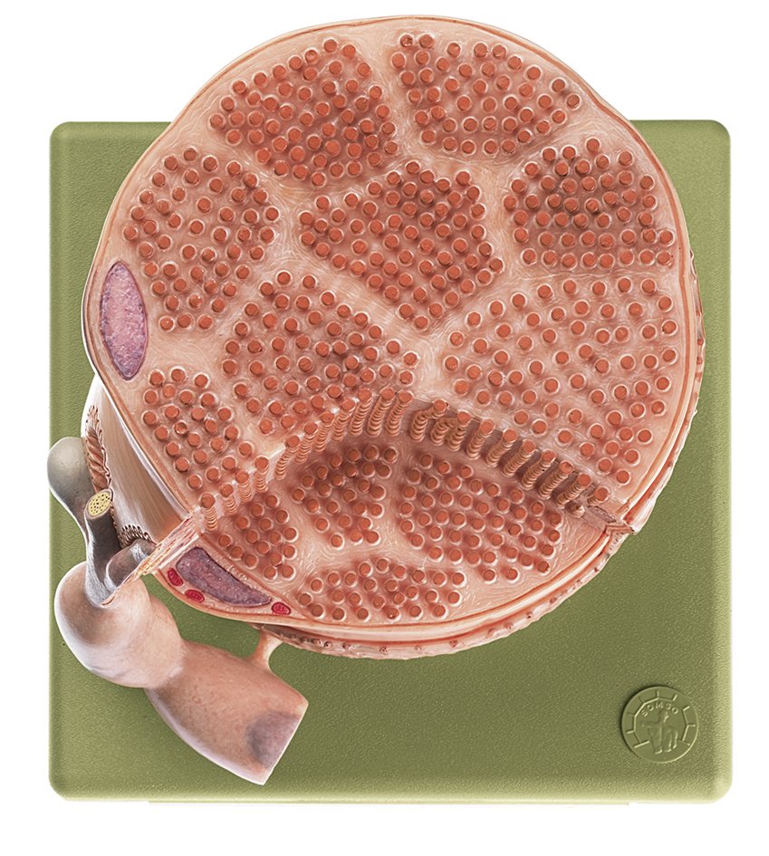 Transversely Striated Muscular Fibre with Motor End Plate