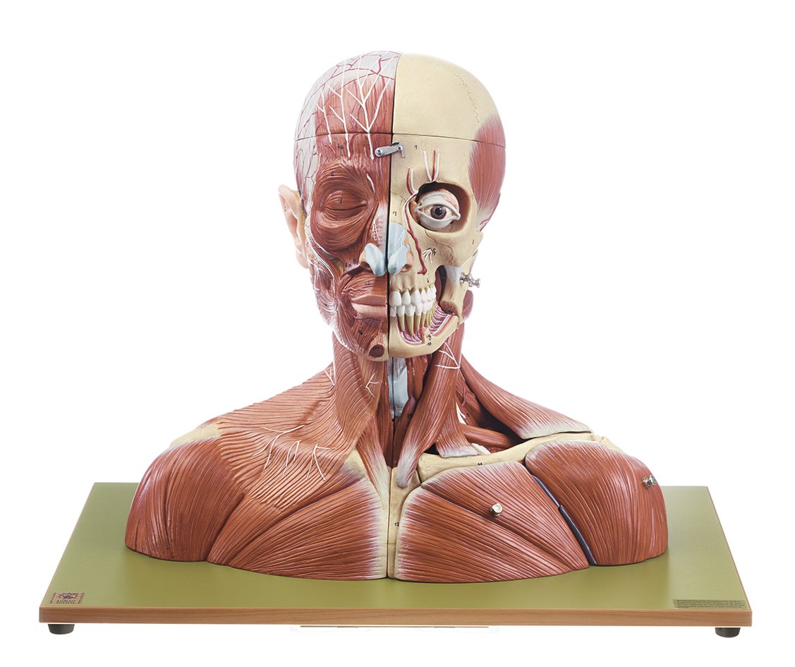 Head and Neck Model