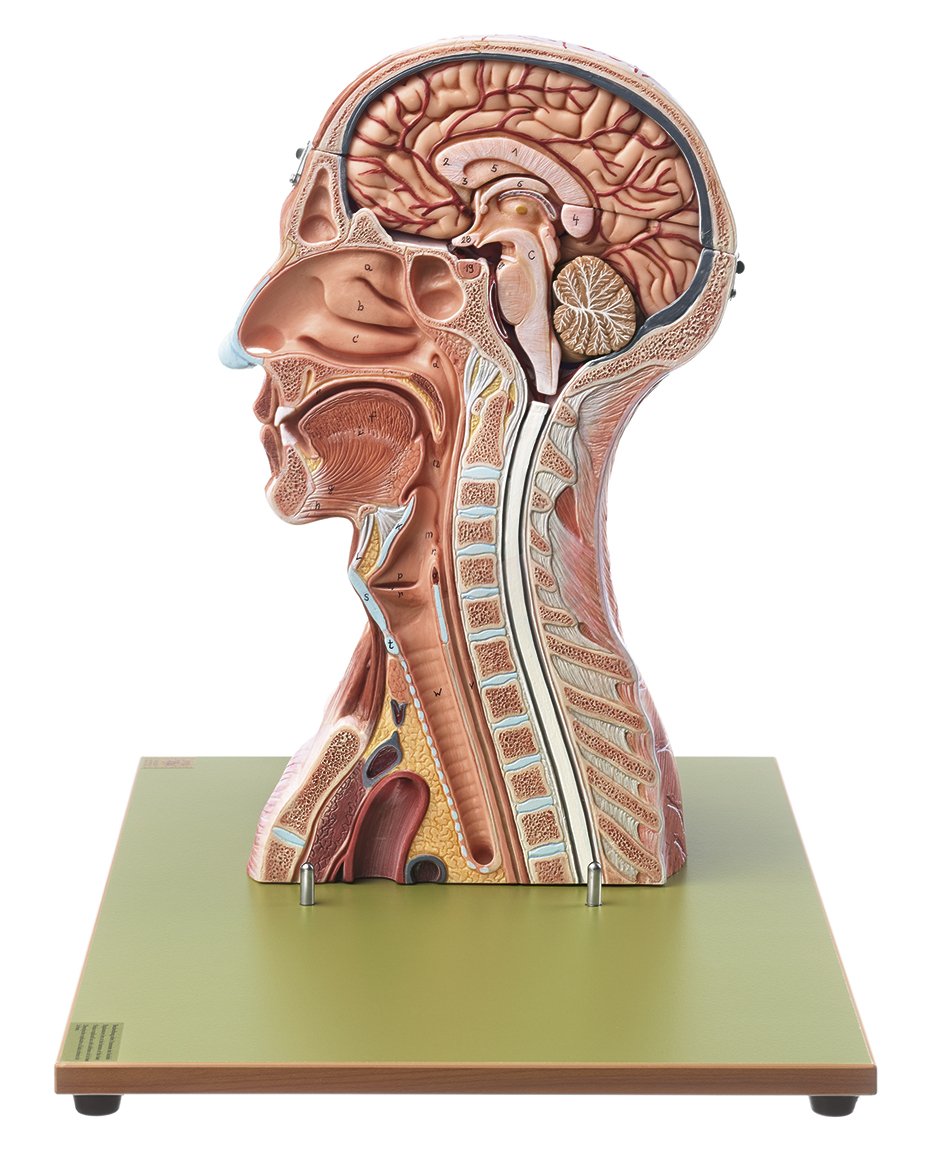 Head and Neck Model