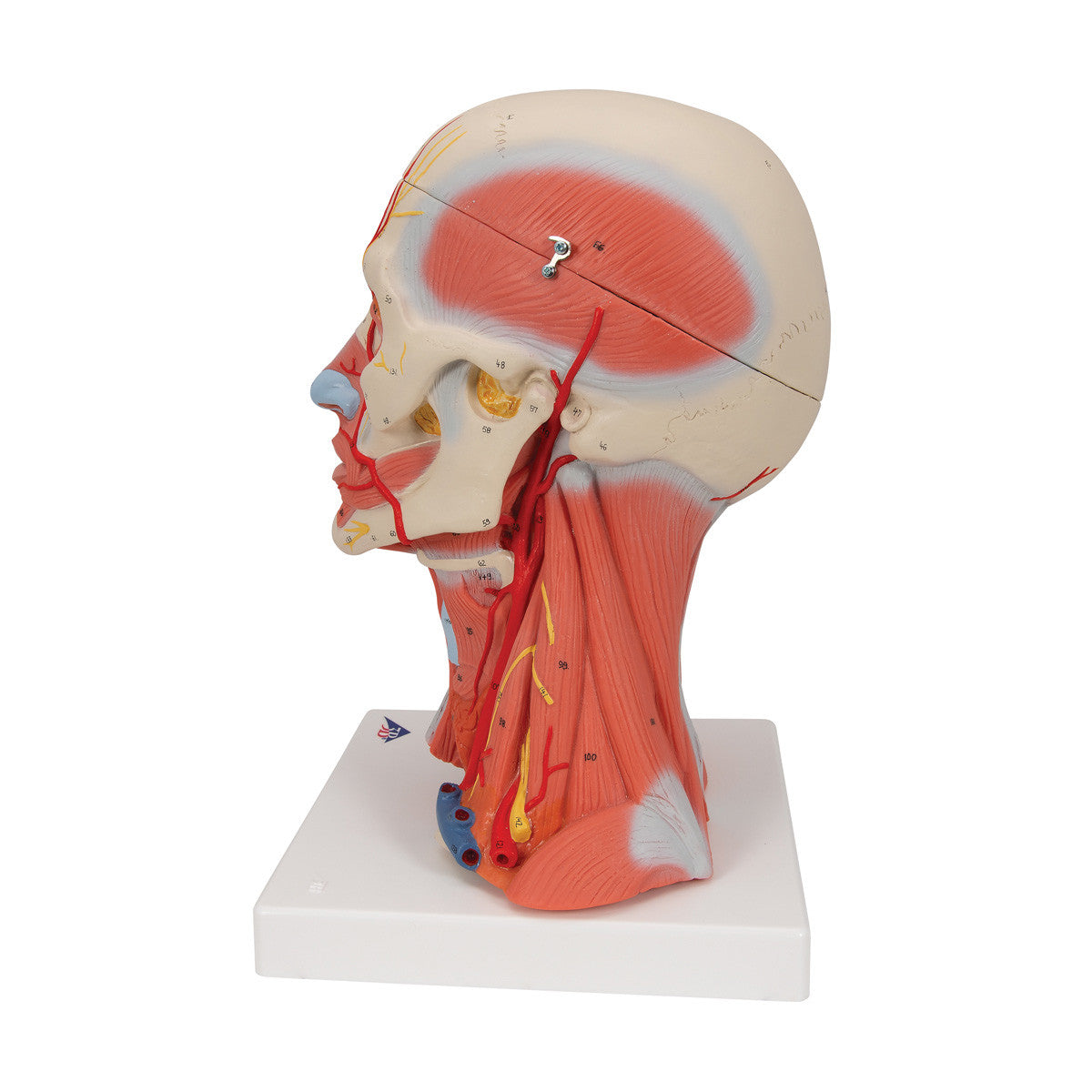 Head and Neck Musculature, 5 parts | 3B Scientific C05