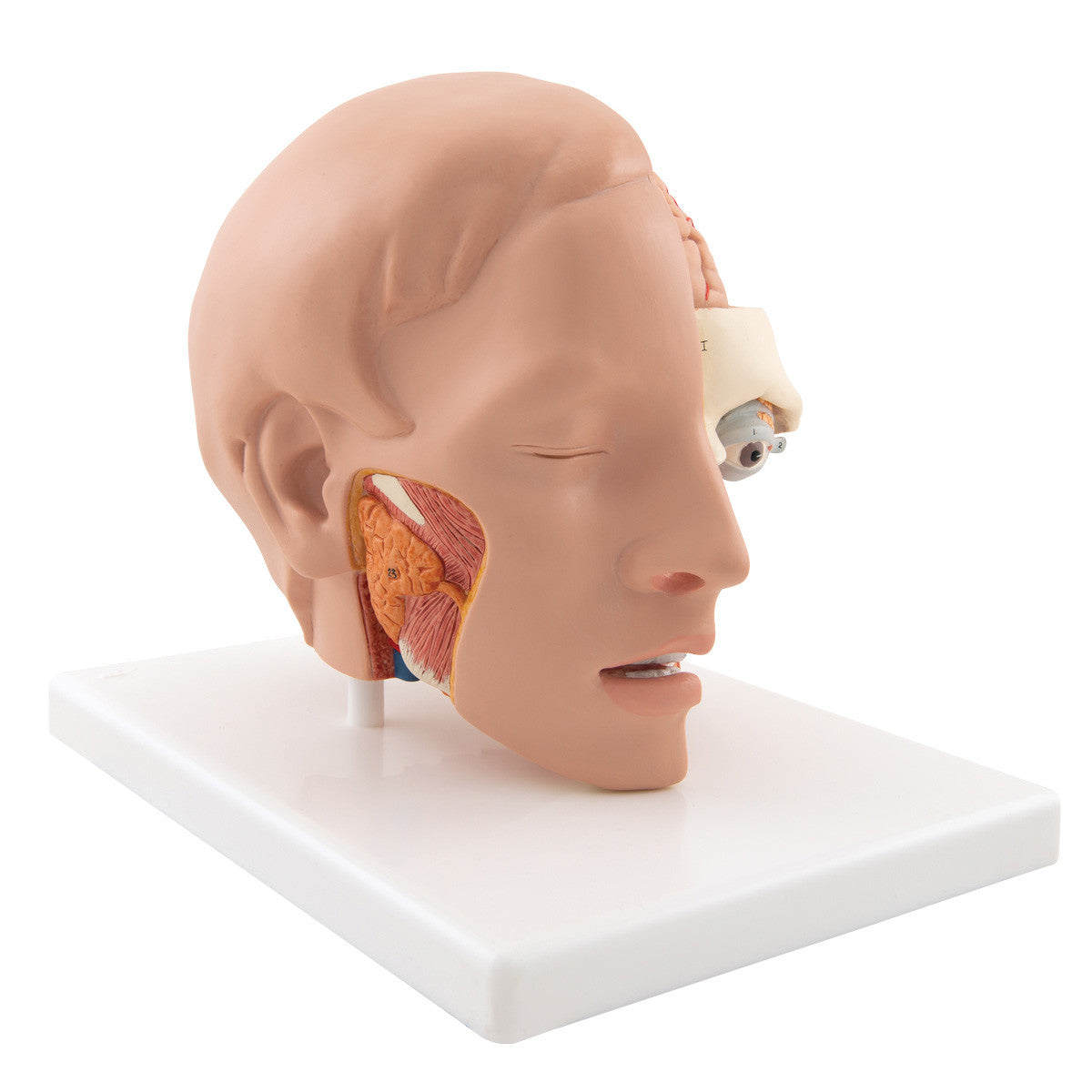 c09-1_02_1200_1200_human-head-model-6-part-3b-smart-anatomy__63448.1589752900.1280.1280.jpg