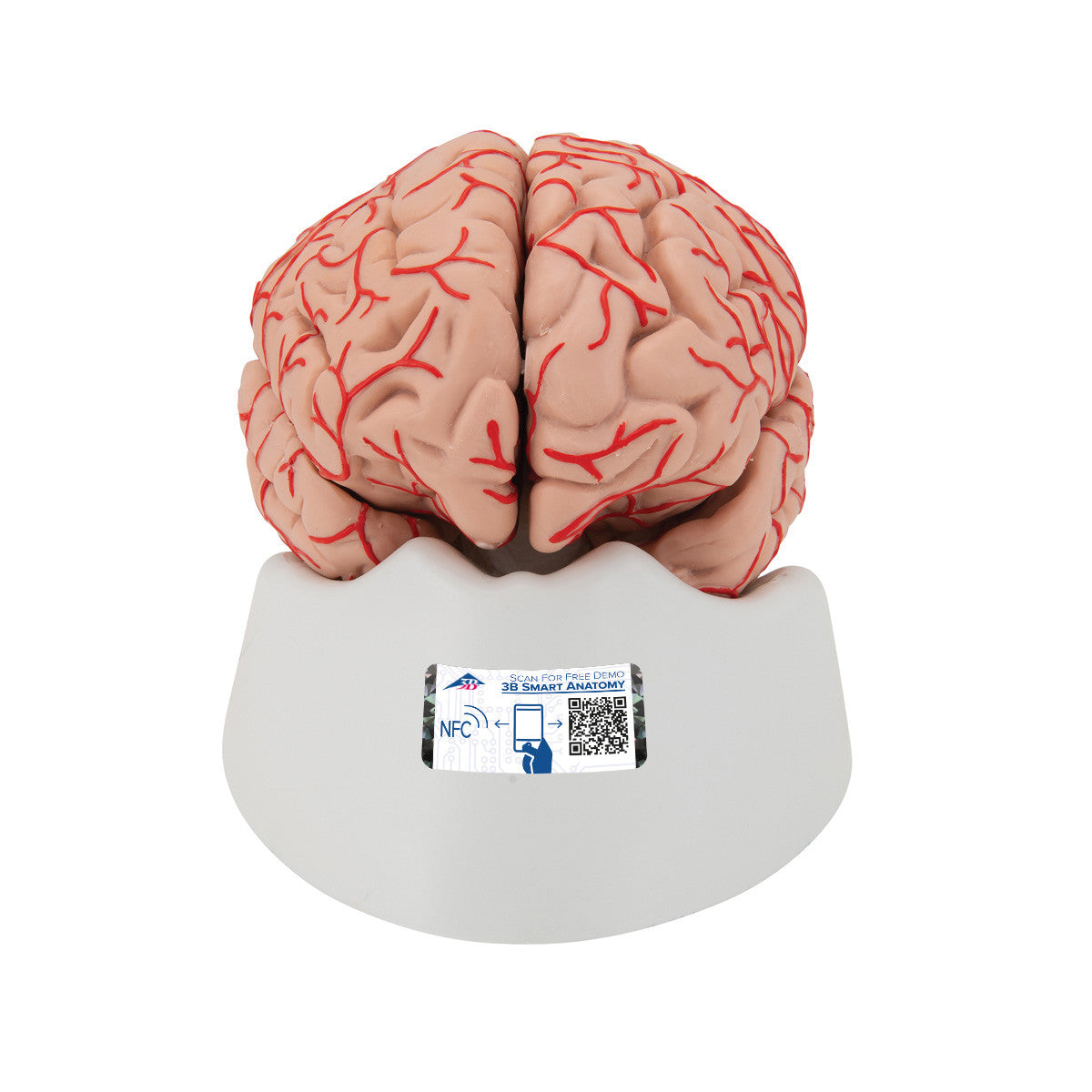 c20_01_1200_1200_human-brain-model-with-arteries-9-part-3b-smart-anatomy__71921.1589753160.1280.1280.jpg