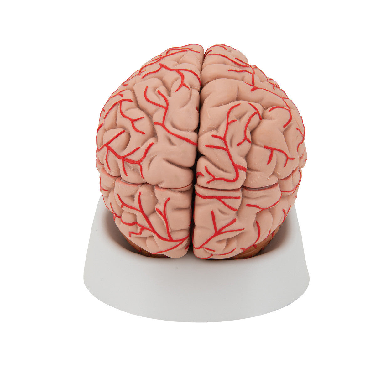 c20_04_1200_1200_human-brain-model-with-arteries-9-part-3b-smart-anatomy__27380.1589753158.1280.1280.jpg