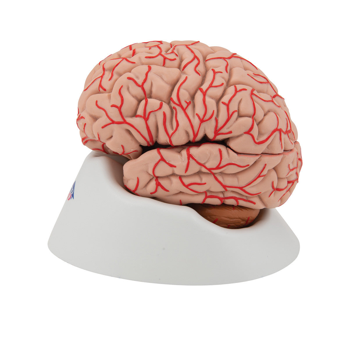 c20_05_1200_1200_human-brain-model-with-arteries-9-part-3b-smart-anatomy__53853.1589753158.1280.1280.jpg