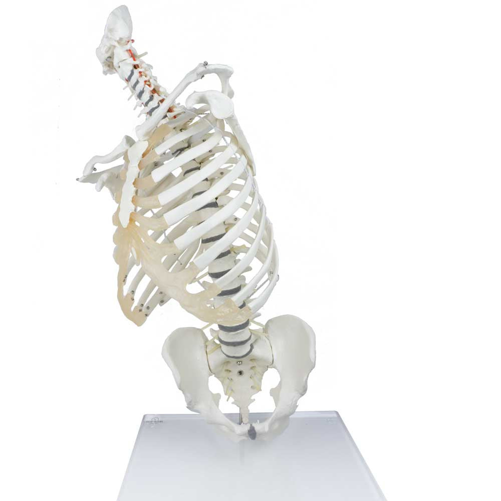 High Flexibility Spine with Thoracic Cage - rotating and flexing
