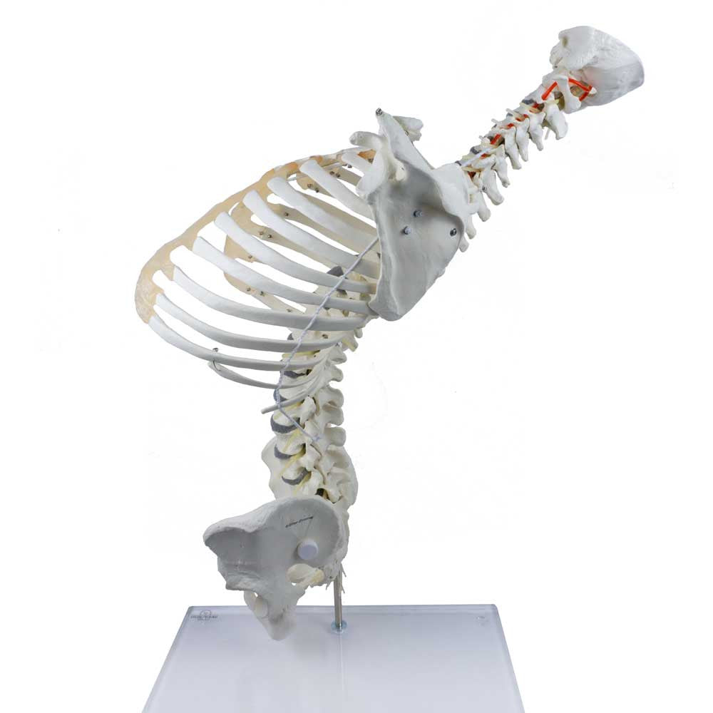 High Flexibility Spine with Thoracic Cage - backward flex