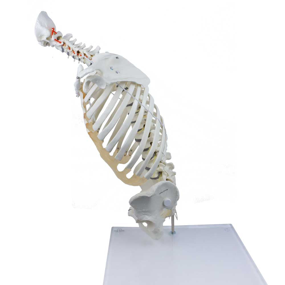 High Flexibility Spine with Thoracic Cage - forward flex
