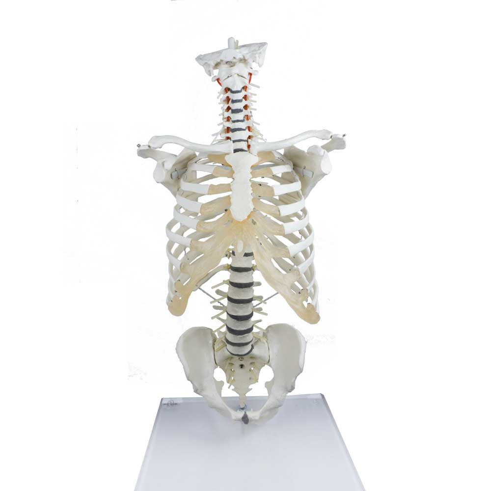 High Flexibility Spine with Thoracic Cage