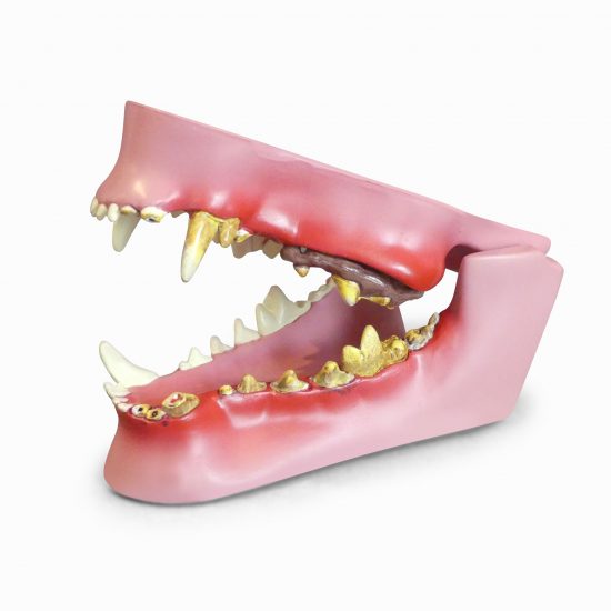 Canine Jaw