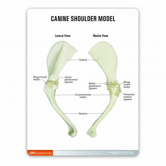 Canine Shoulder