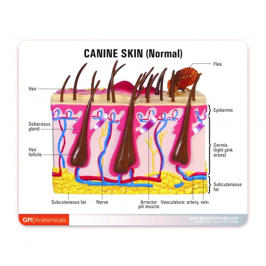 Canine Skin with Flea Bite