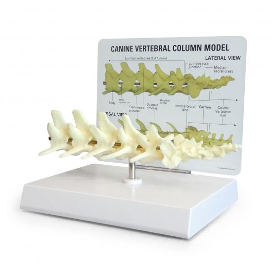 Canine Vertebral Column (5pc)