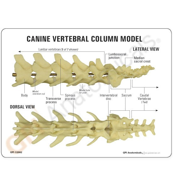 Canine Vertebral Column (5pc)