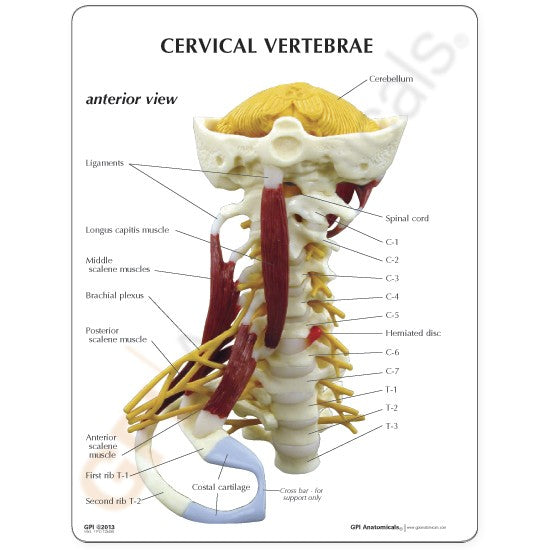 Muscled Cervical Vertebrae