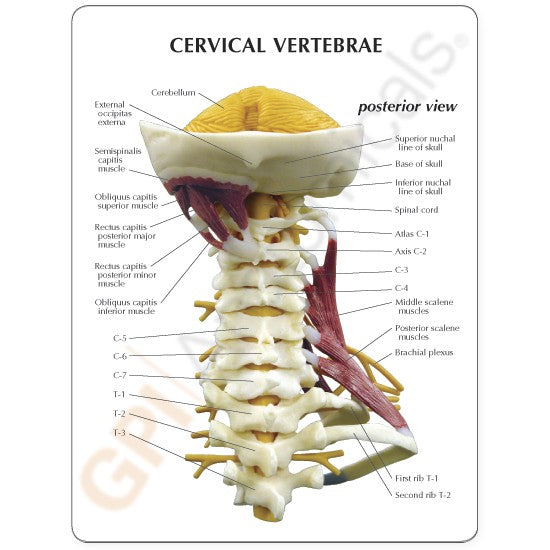 Muscled Cervical Vertebrae