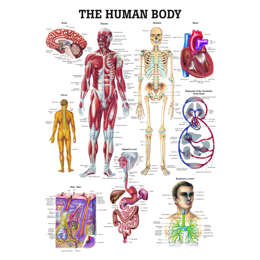 The Human Body - Anatomical chart, Rudiger Anatomie - 70cm - 100cm