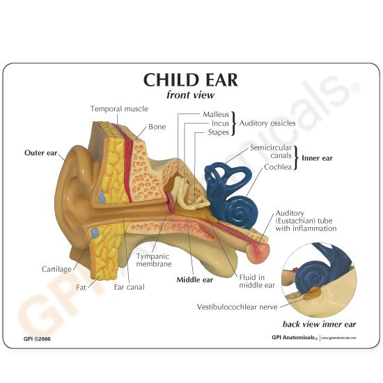 Child Ear