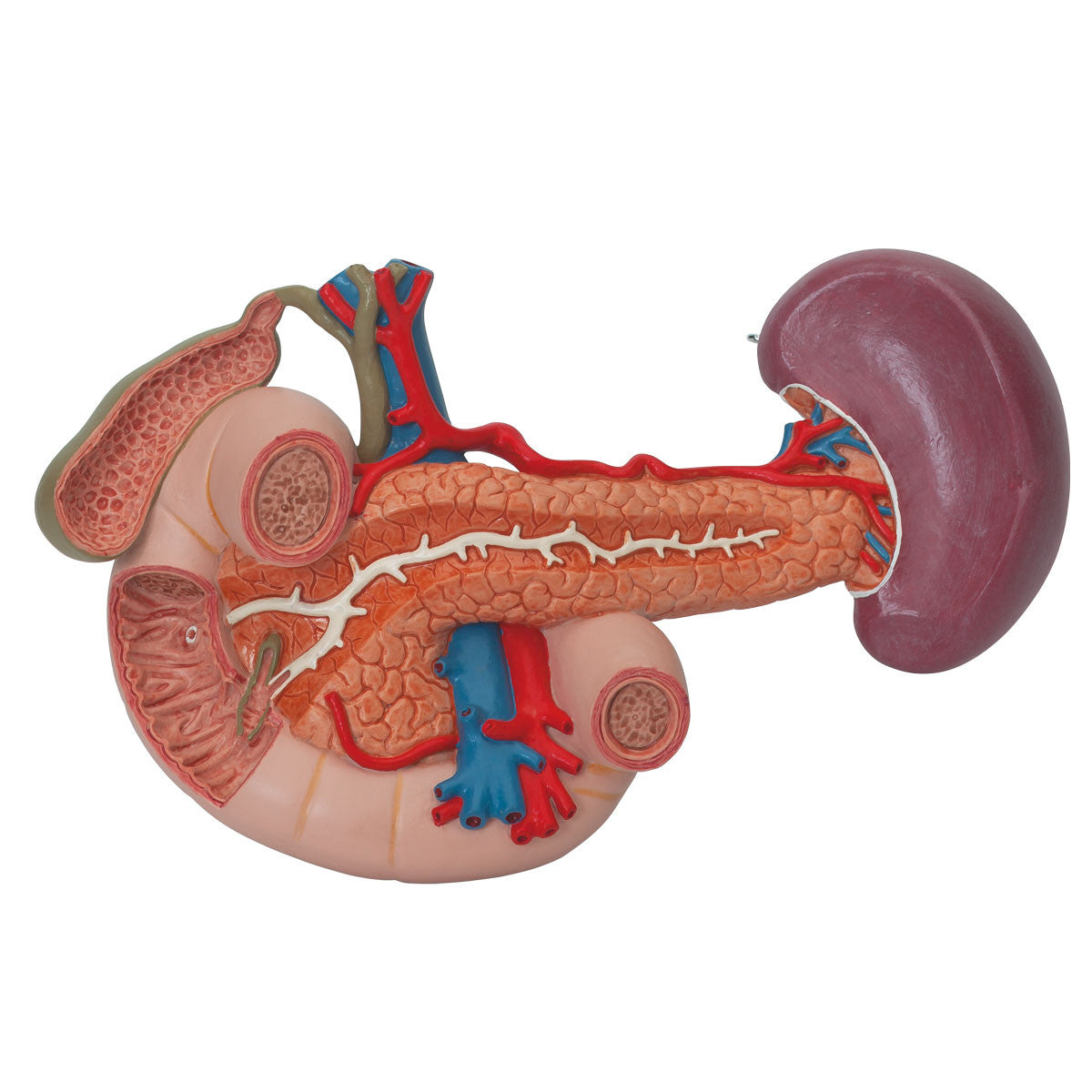 Kidney's with Rear Organs | 3B Scientific K22/3