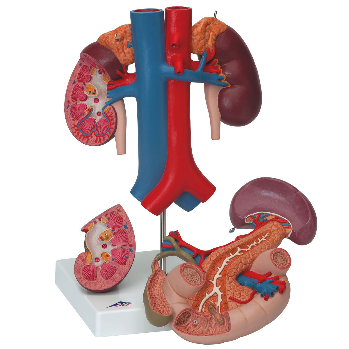 Kidney's with Rear Organs | 3B Scientific K22/3
