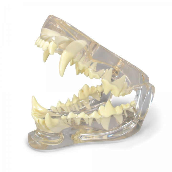 Clear Canine Jaw Model with Teeth