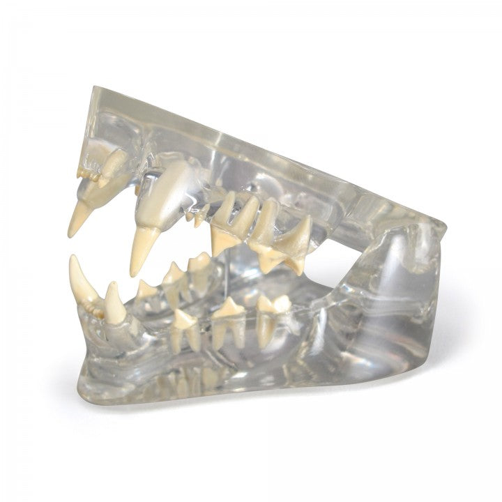Clear Feline Jaw Model with Teeth