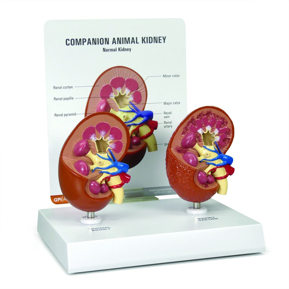 companion-kidney-1__13902.1589753186.1280.1280.jpg