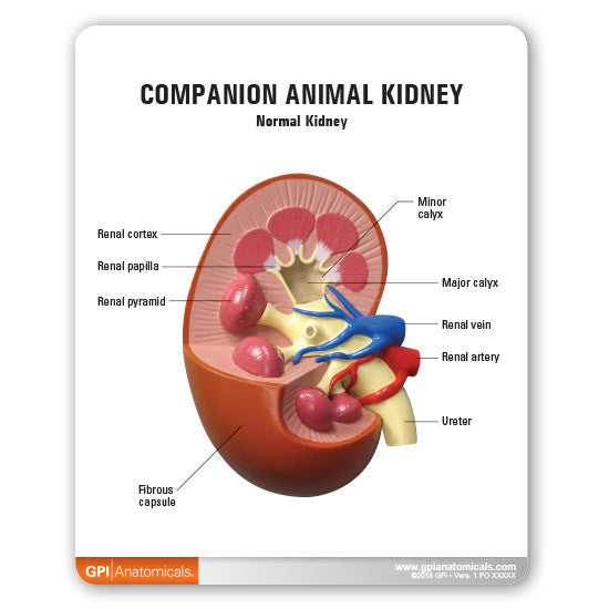 companion-kidney-2__78413.1589753186.1280.1280.jpg