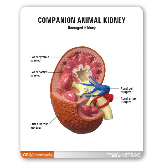companion-kidney-3__11840.1589753186.1280.1280.jpg