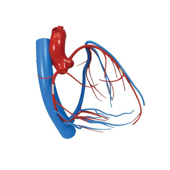 Coronary Arteries & Cardiac Veins (CACV)