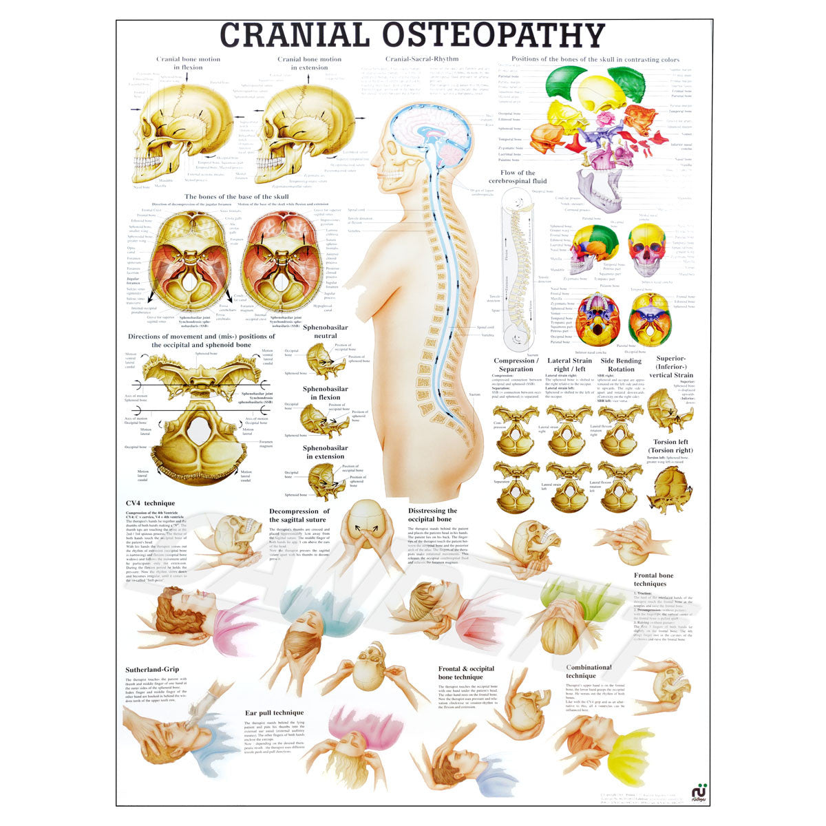 Cranial Osteopathy chart, 50cm x 70cm